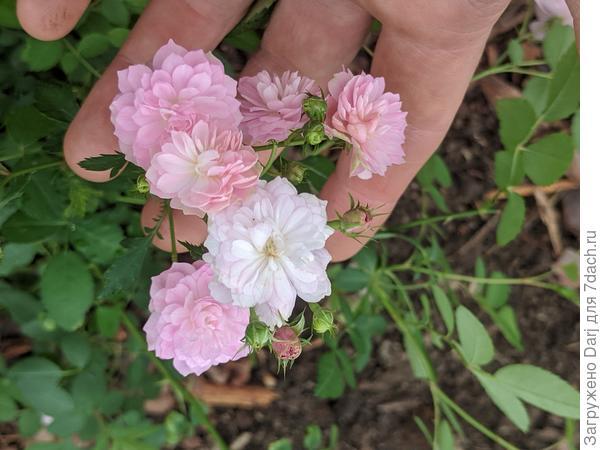 Ещё одна микро-розочка из семян