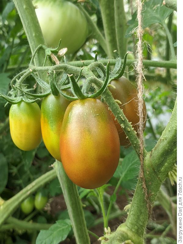 Чернослив от Биотехники