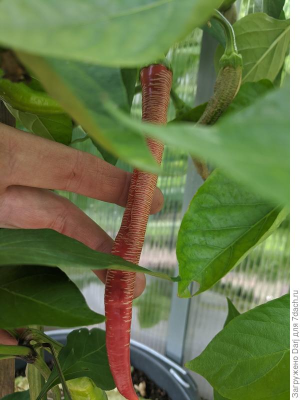 Македонский гравированный. Острый