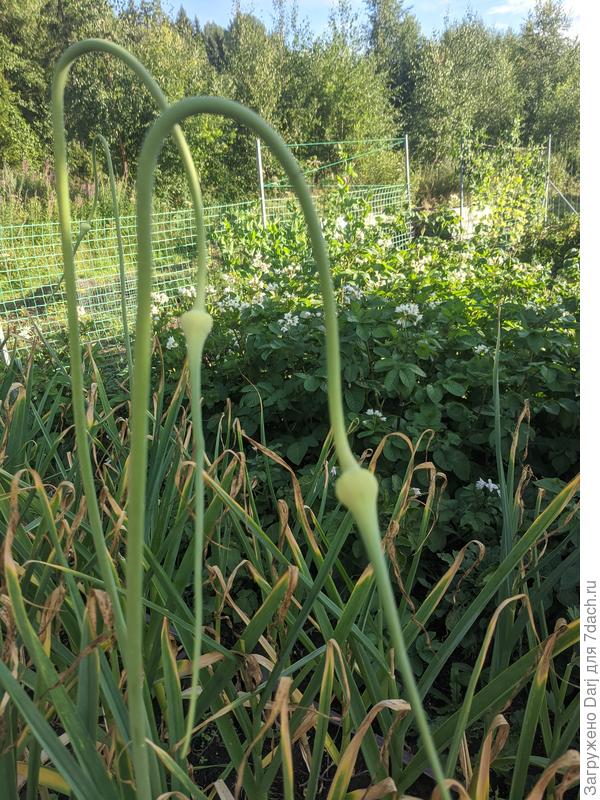 Чеснок уже почти готов