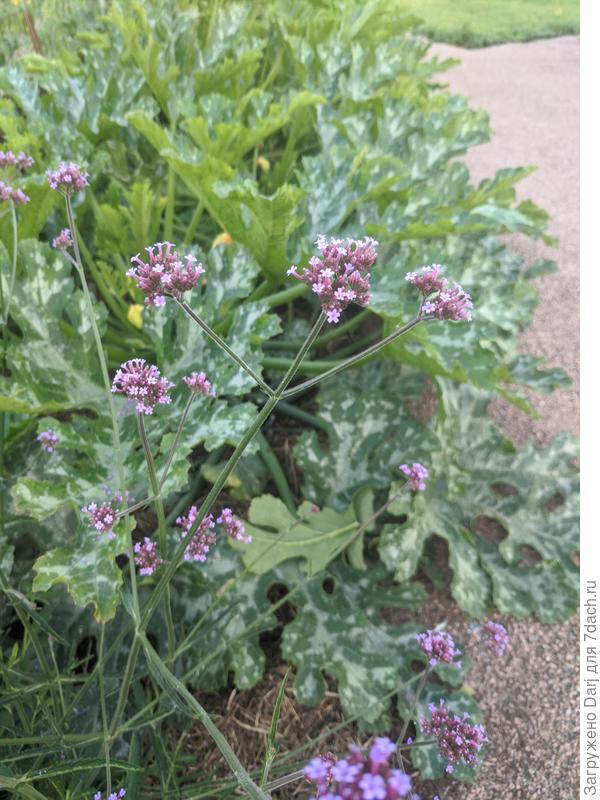 Кабачки и бонарская вербена