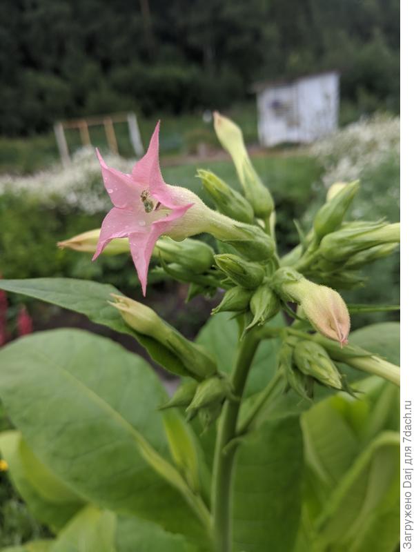 Сем Пасленовые Solanaceae табак крылатый Nicotiana alata