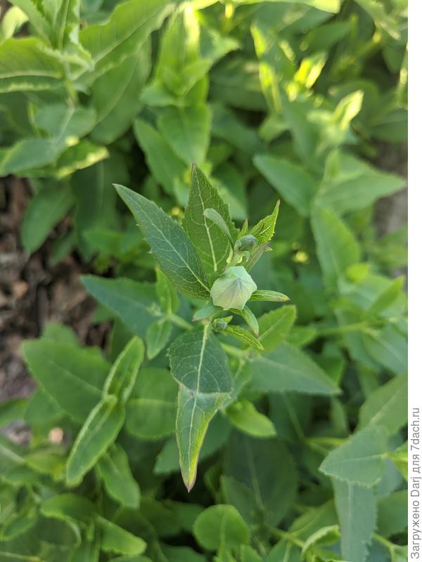 Платикодон. Посев этого года