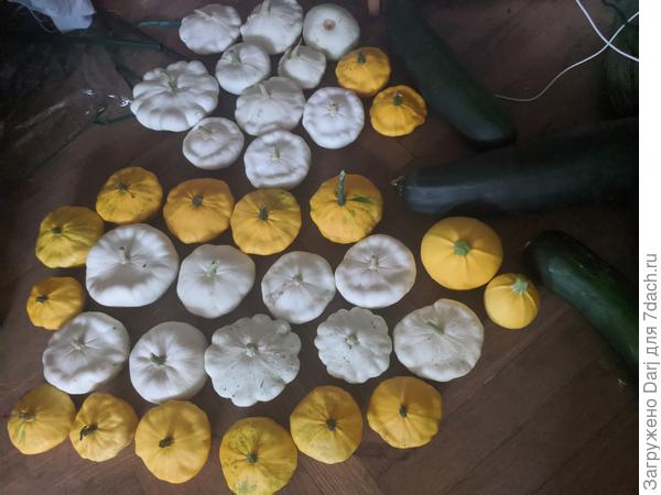 Посадила я три кустика патиссонов... Посмотреть,что за зверь такой...