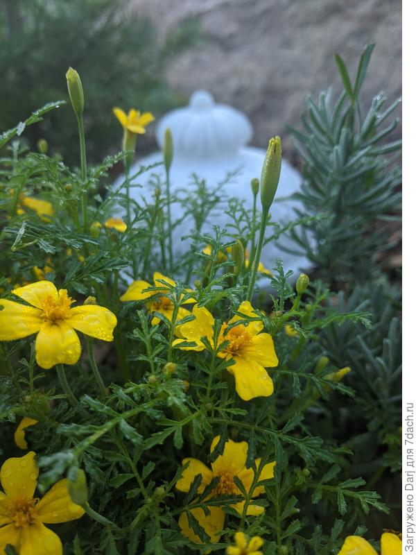 Бархатцы тонколистные