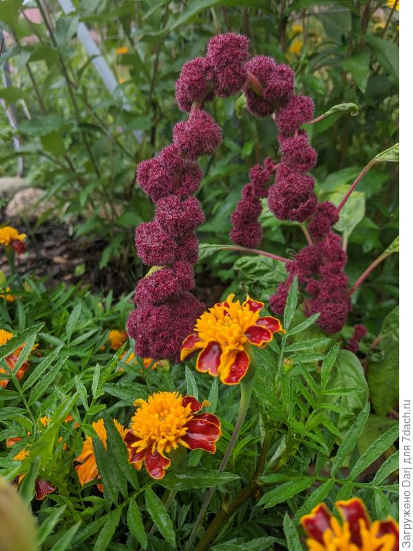 Бывает декоративный. Его семена чёрные. Они не используются