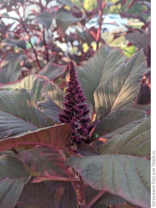 Я сеяла сортовой амарант. Теоретически он съедобный. Врут, что очень полезный. Листья не вкусные. Используют в кулинарии семена амаранта. Те, которые светлые, кажется