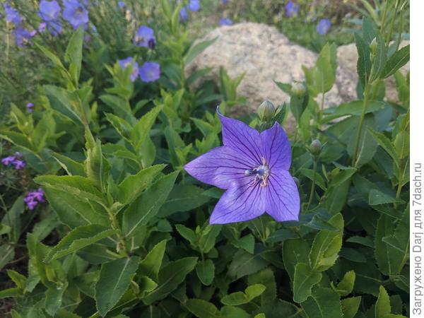 Платикодон