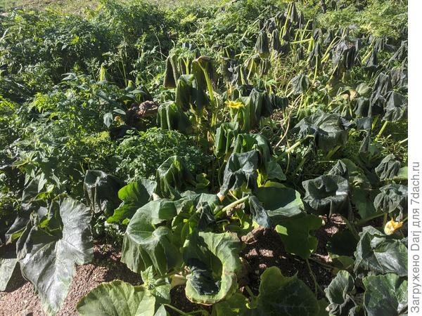 Тыква всё. Кабачки, цинии всё.