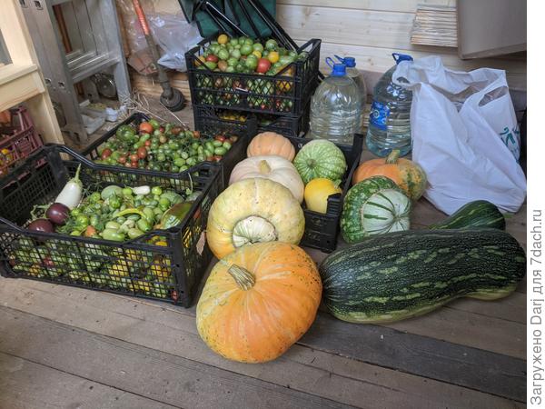 Запасы. Большое зелёное - тоже тыквв