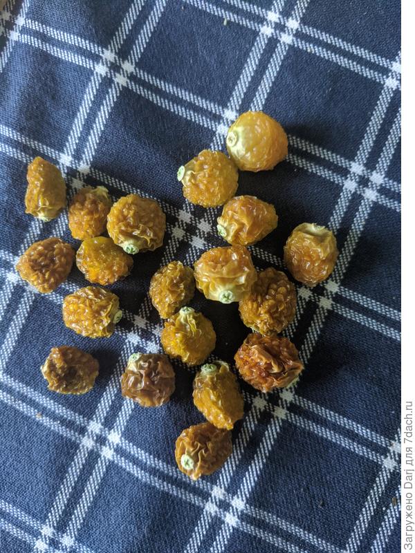 Сушеный в сушилке земляничный физалис. Уже съели. До зимы не дожил.