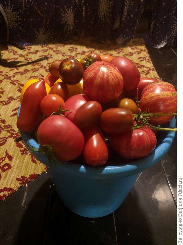 На верху кучки с желтыми полосками. 18 августа
