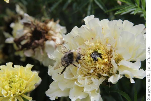 Фото нашла, только где они со шмелем в тандеме