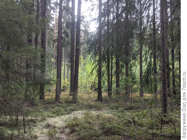 А ельник всегда зелёный!