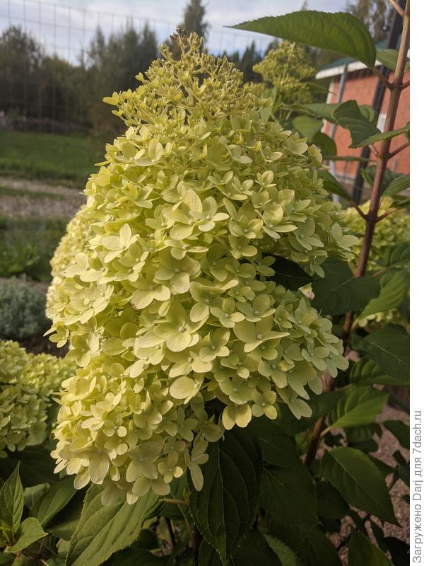 Мой Полярный Медведь