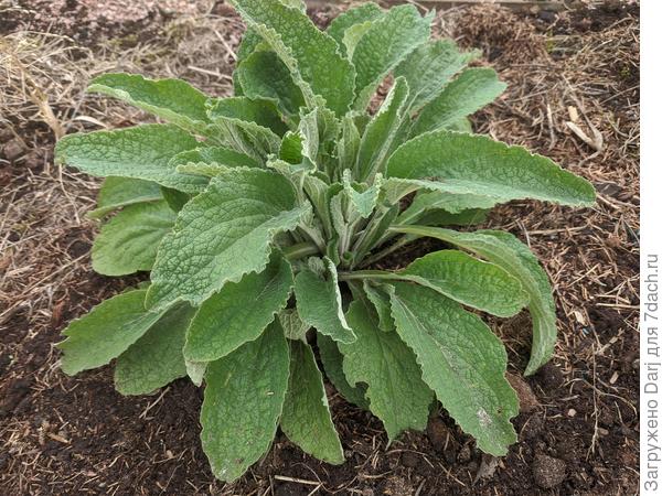 Прилетевшая наперстянка. Вроде бы.