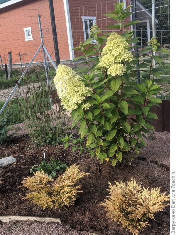 Зелёный забор. Начало.