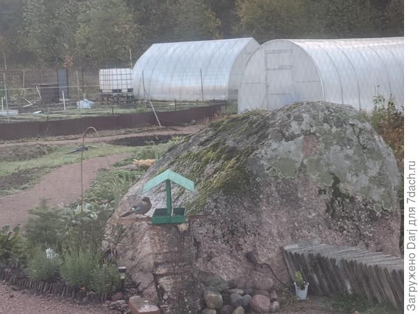 Разделительный забор виднеется в районе теплицы. Профиль вбит, так как мы поднимали участок и не хотели, чтобы отсев ссыпался к соседям. Сейчас они свой тоже досыпали, щиты можно убрать. Вдоль забора в отсеве вырыта траншея и засыпана землёй. Постепенно высаживаю будущую живую изгородь. Забора в результате видно не будет.