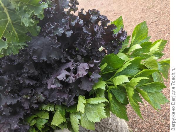 Листовая капуста и сельдерей