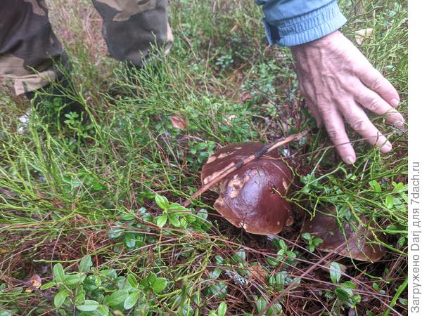 А горькушек в этом году не было. Остались мы без солёных грибов.