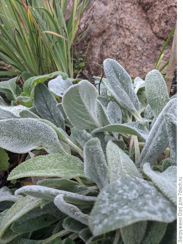 Стахис радует глаз