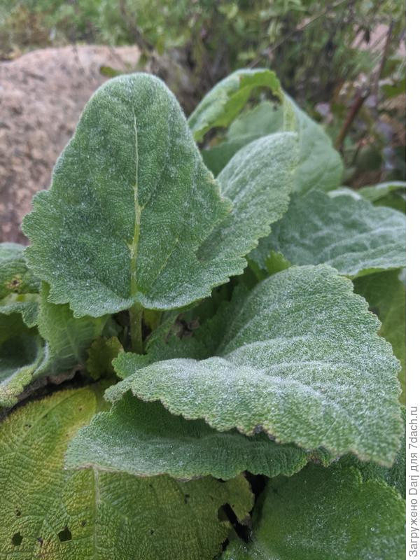 Шалфей Вознесенский. Растила из семян. Надеюсь, перезимует