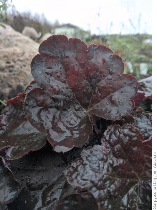 Такая одна получилась