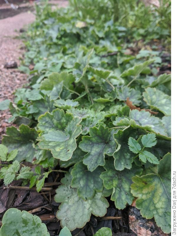 А из этих получился полноценный бордюр. Всё-таки растить семенами очень выгодно:)