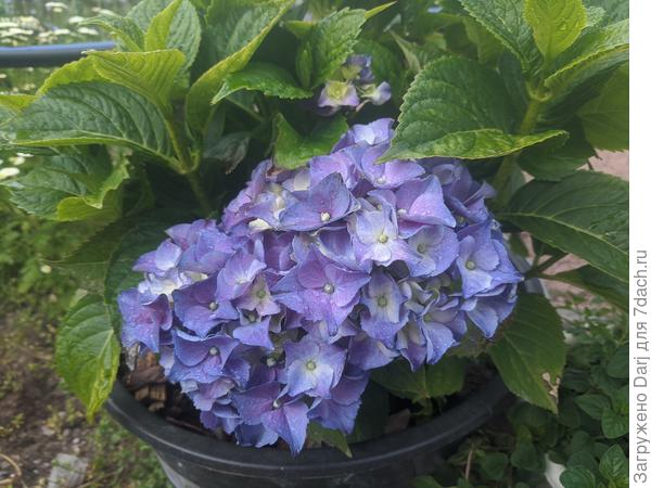 Моя мучительница...:)