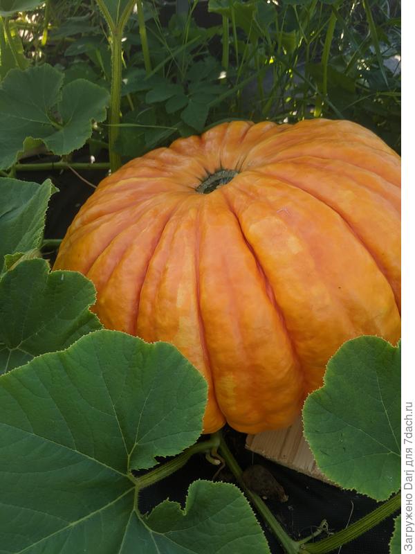 Она же на грядке. Соскучилась я по большим рельефным ярким тыквам. Купила опять семена. Сорт Парижская.