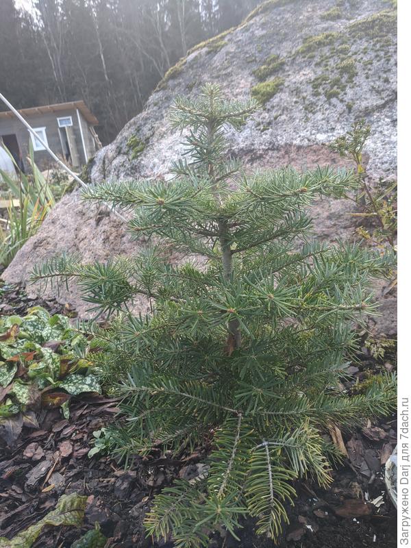 А это моя нежная любовь. Пихта. Вроде как корейская, но возникли некоторые разногласия на этот счёт