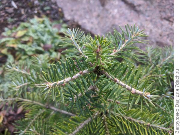 Вот пихта чуть сверху. Сейчас она ростом около 50см