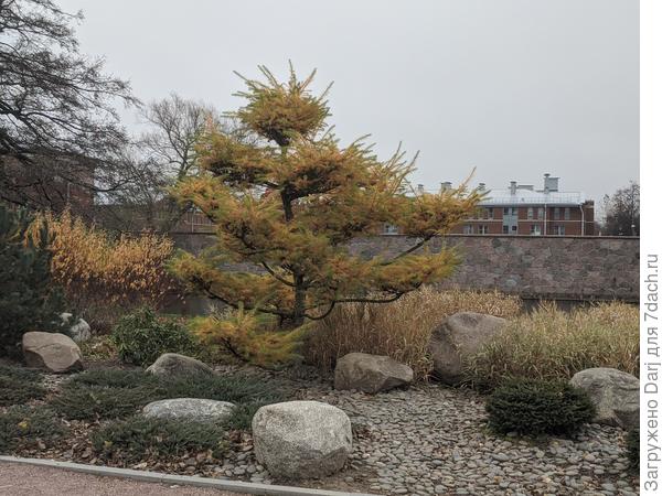 Вот така красотка растёт на берегу залива в Кронштадте.