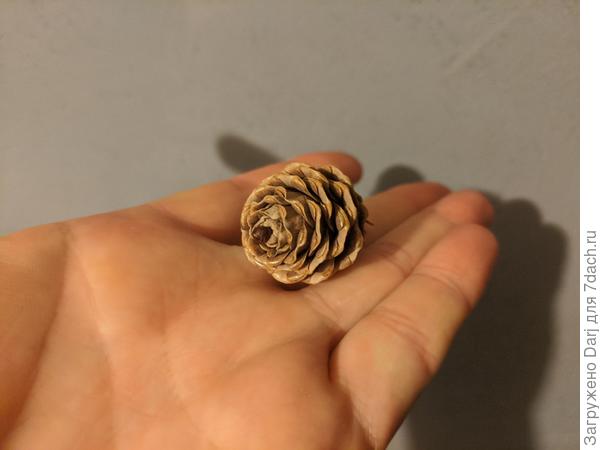 А это шишка с этой лиственницы