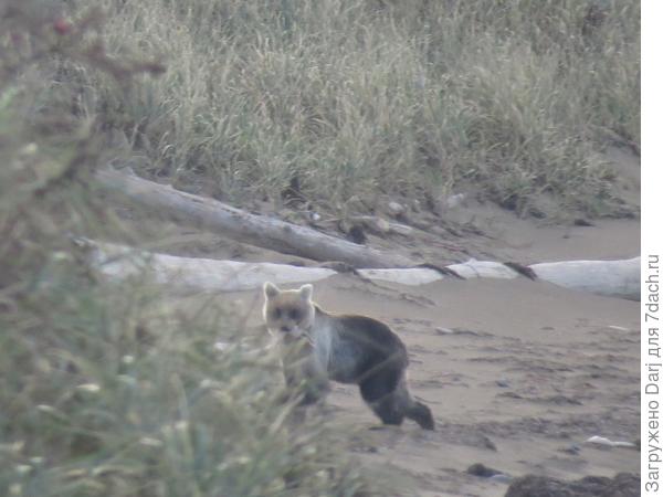 о. Кунашир. Фотограф спалился...😂