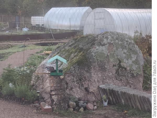 Такой же розовый бандит. В этом году с кормами, видать, не очень. Калину уже объели, обычно до весны висит