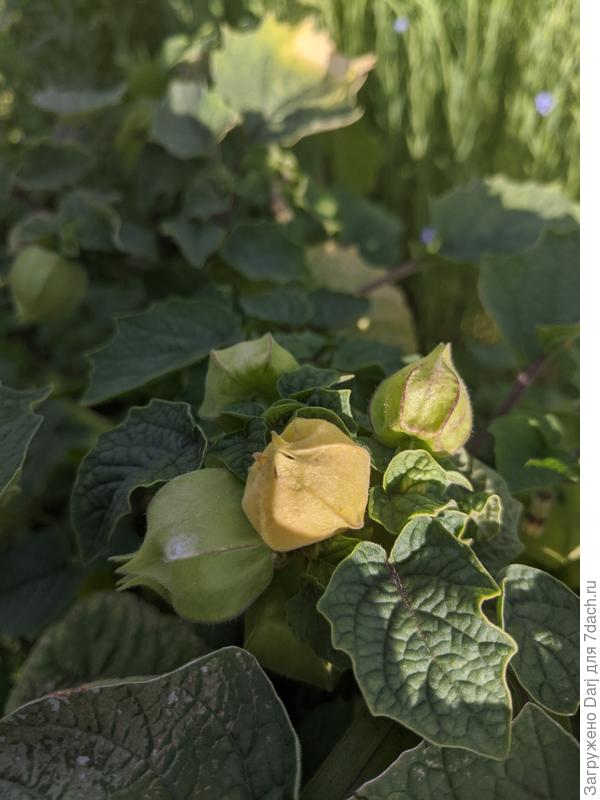 27 июля. Плодов было очень много. Созревшие осыпались, собирала с земли.