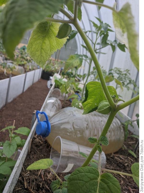 28 мая. Дылда та ещё. Уже с плодами