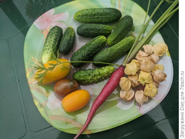 23 июля. Собранный с земли