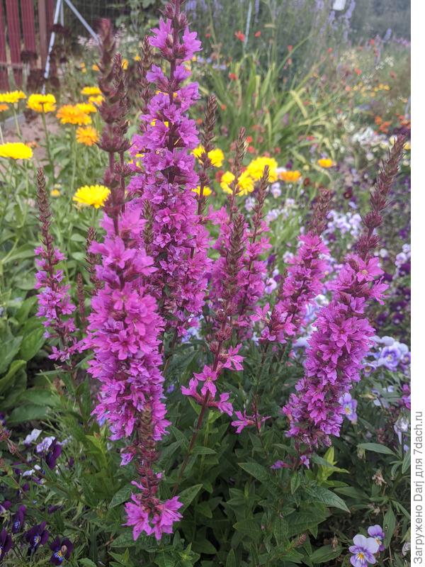 Лиатрис. Кажется....