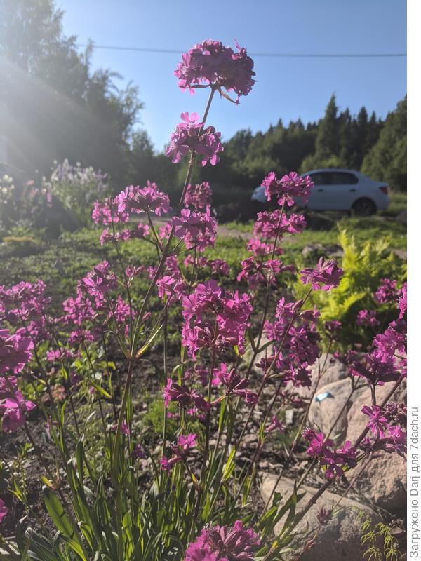 Вот. Но это же не лиатрис. И не дербенник.. определяется как смолка клейкая. Но симпатичная оставила...