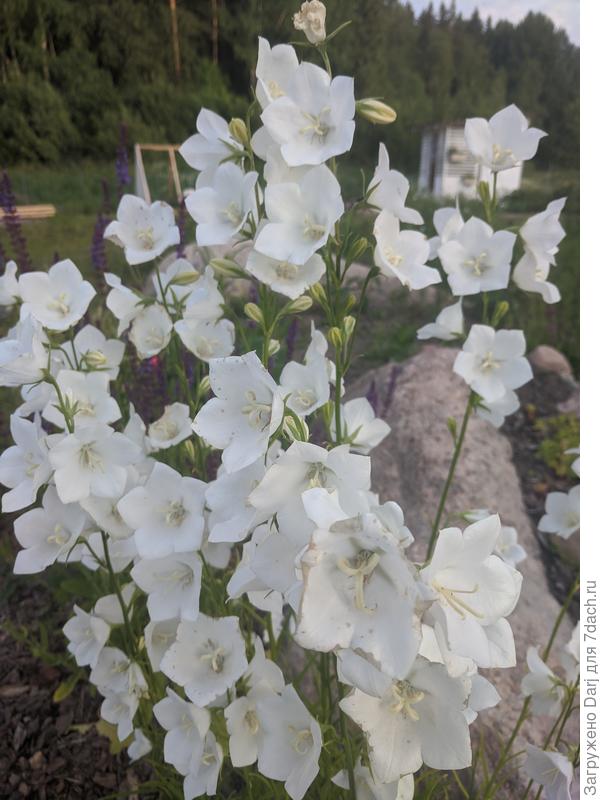 Когда сажала, не знала, что это. Подруга дала со словами " похоже на что-то приличное":)))