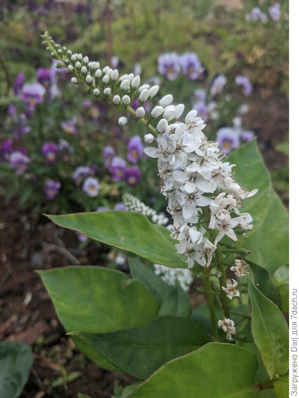 Мои вертикальки. Вербейник ландышевидный