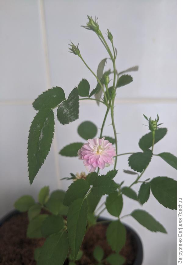 4 мая. Первые цветочки