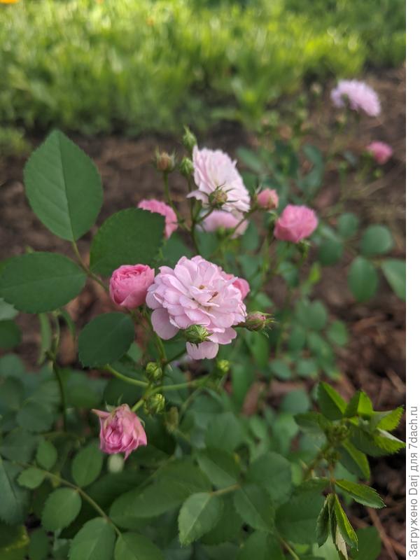 Цвела без остановки и в зиму ушла с бутонами. Стричь её побоялась.