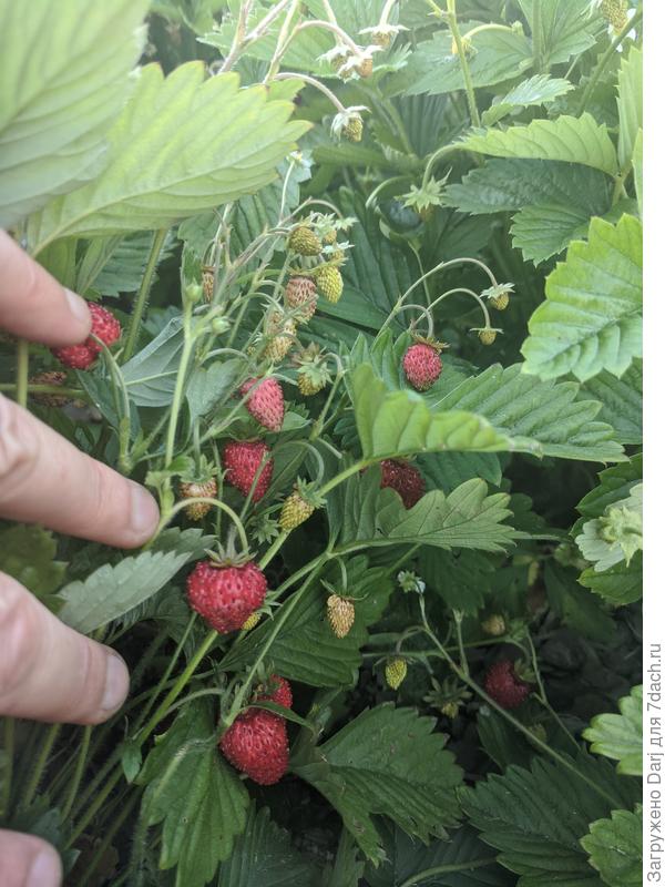 8 июля. Мелкоплодная