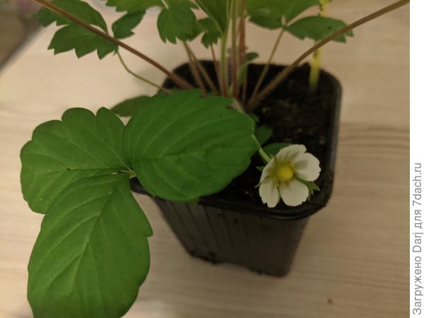 1 апреля. Мелкоплодная. На окне