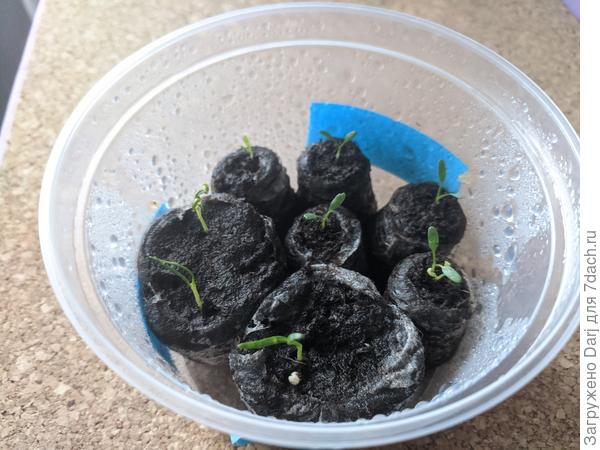 Всходы дихондры