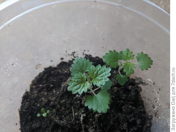 Ещё, похоже, я приняла за всходы липии всходы крапивы. Понюхать бы... Да нос забит. Ничего не чувствую...