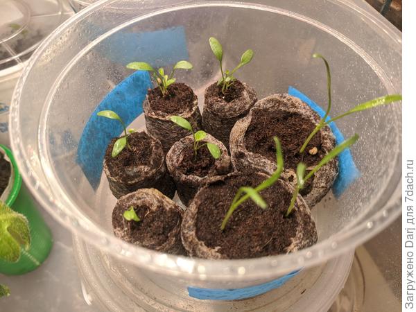 Дихондра. Кругленькая - изумрудная, вытянутая - серебристая